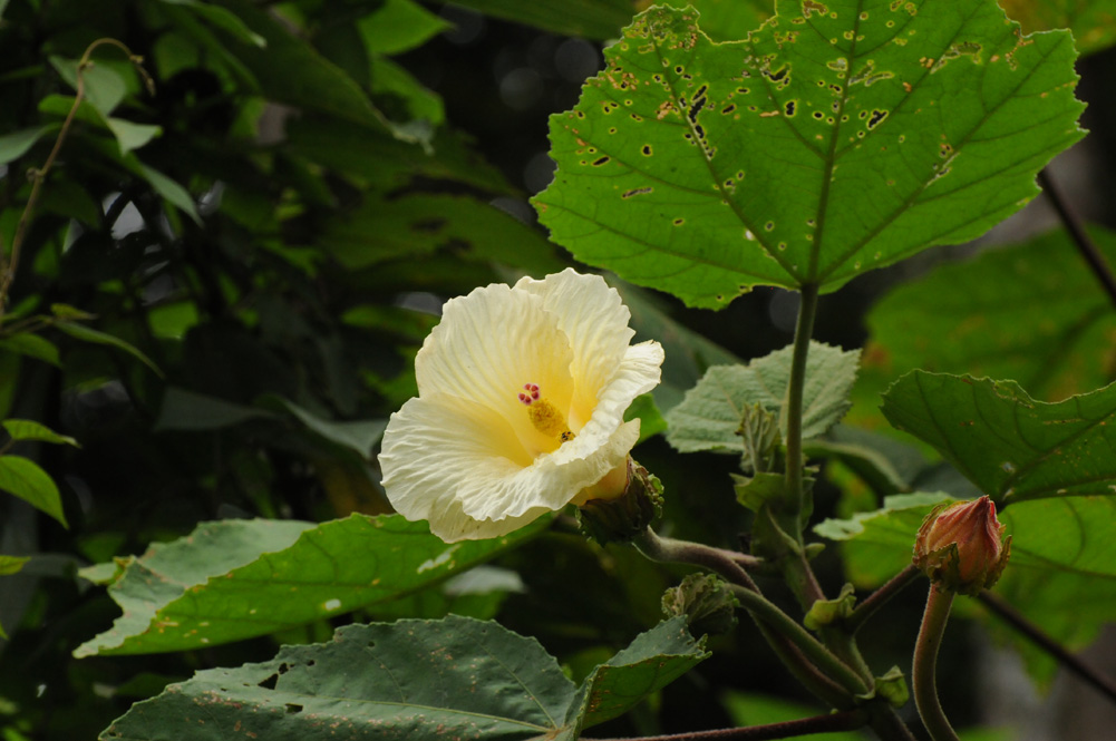 Wercklea lutea from Cerro de la Muerte, Costa Rica